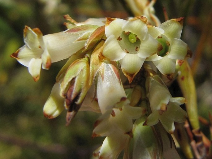 Dracophyllum longifolium