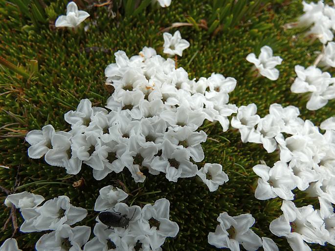 Dracophyllum minimum