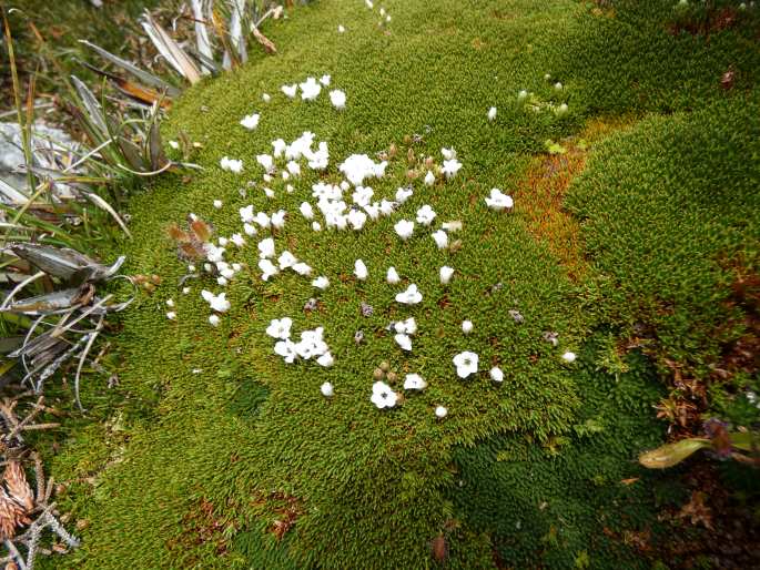 Dracophyllum minimum