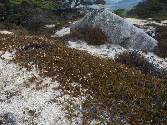 Dracophyllum pronum