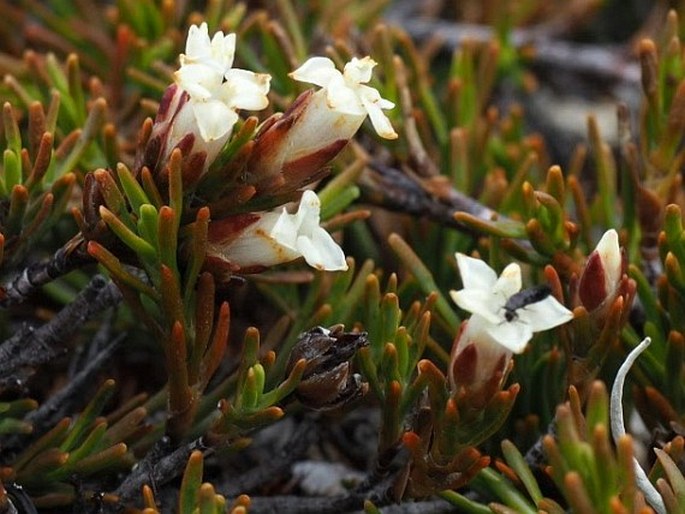 Dracophyllum pronum