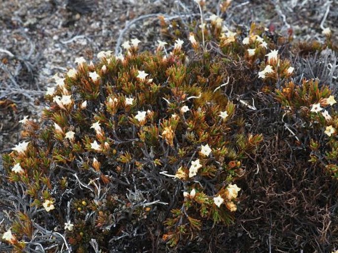 Dracophyllum pronum