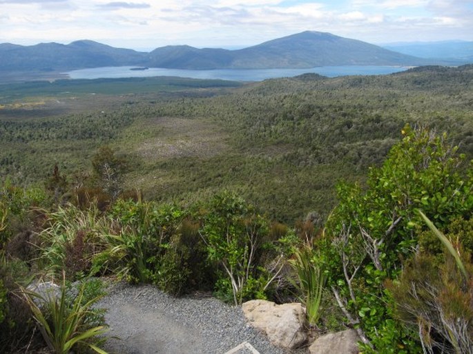 Dracophyllum recurvum