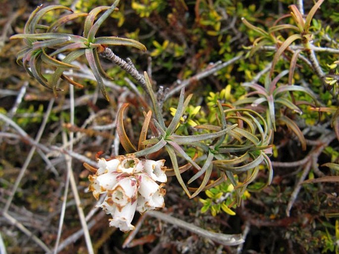 Dracophyllum recurvum