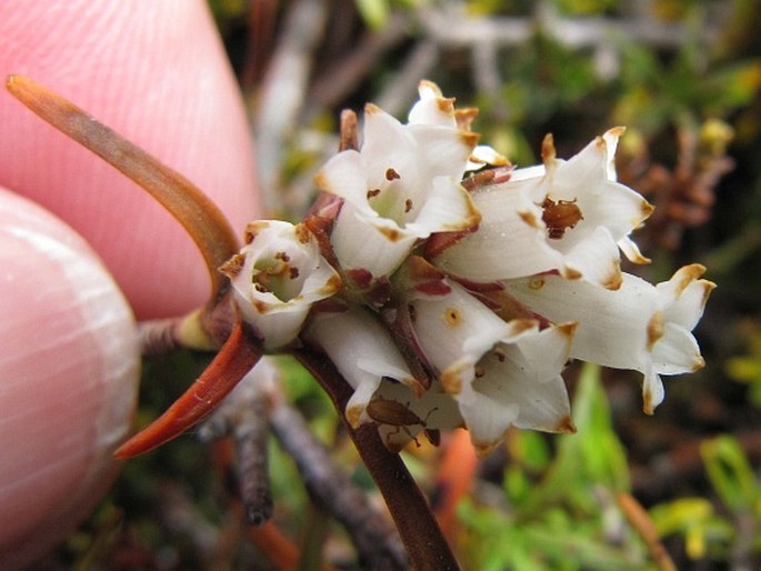 Dracophyllum recurvum