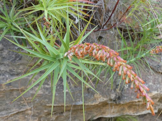 Dracophyllum secundum