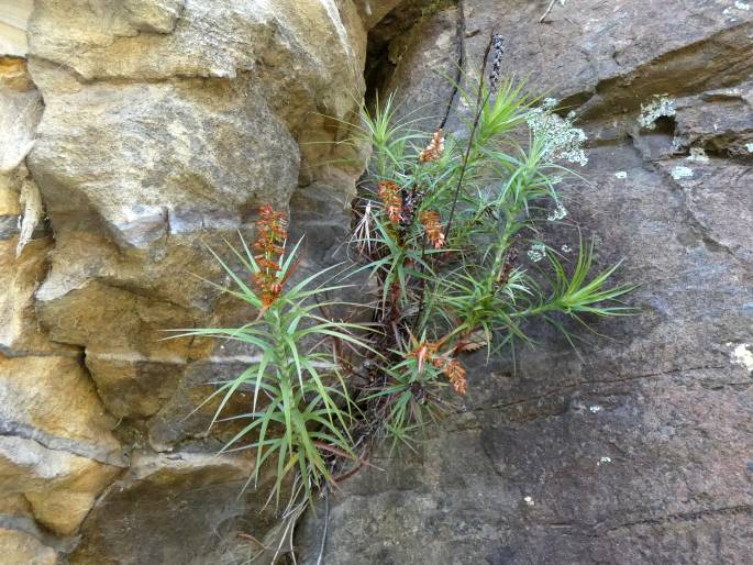 Dracophyllum secundum