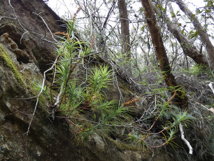 Dracophyllum secundum