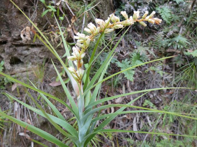 Dracophyllum secundum