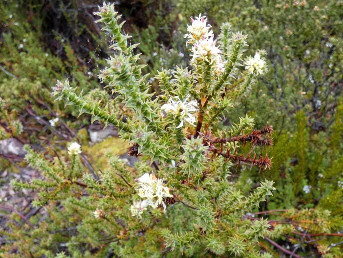 Dracophyllum sprengelioides