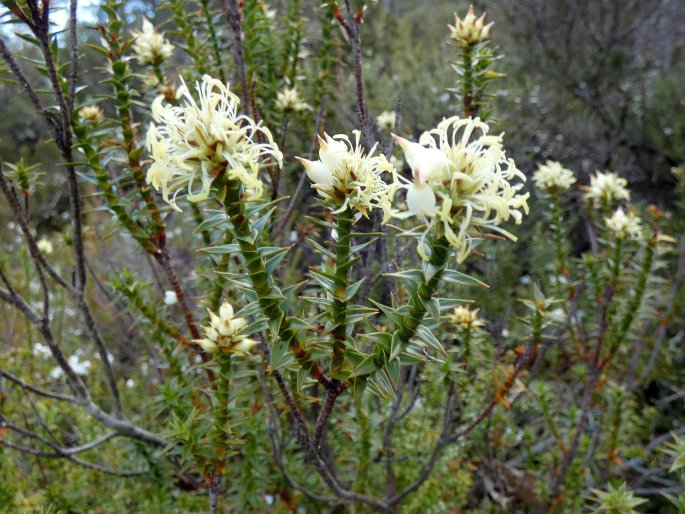 Dracophyllum sprengelioides