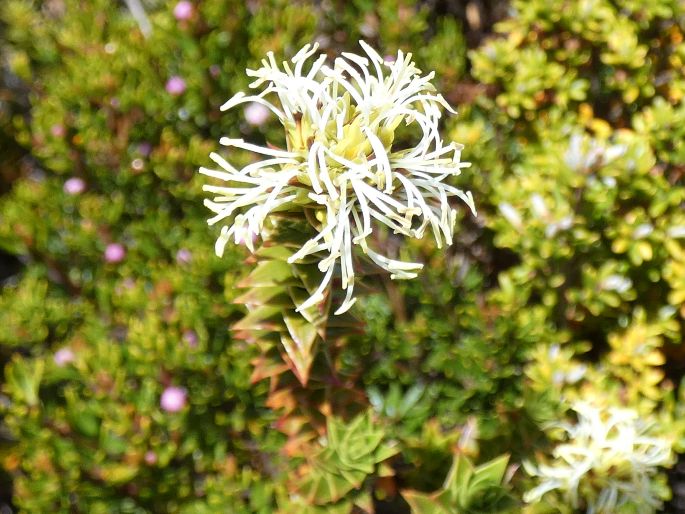 Dracophyllum sprengelioides