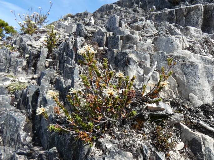 Dracophyllum sprengelioides