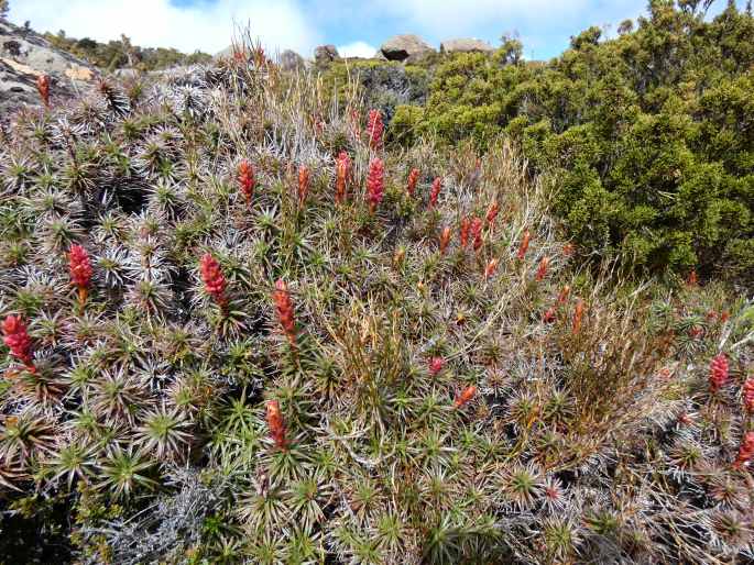 Dracophyllum persistentifolium