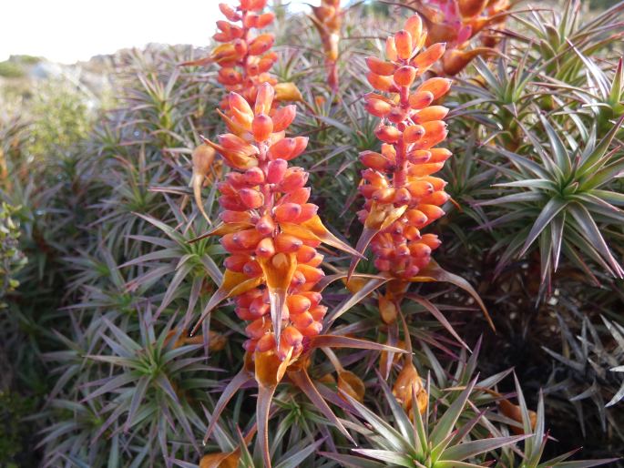 Dracophyllum persistentifolium