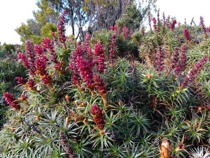 Dracophyllum persistentifolium