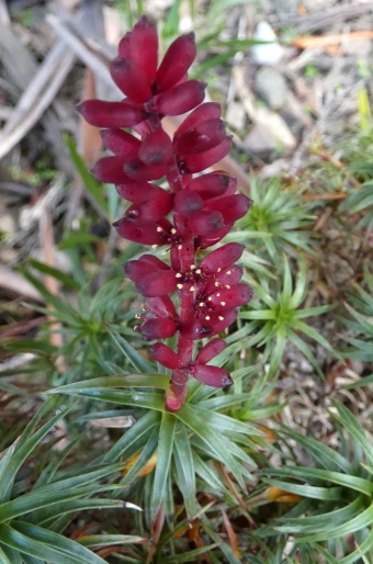 Dracophyllum persistentifolium