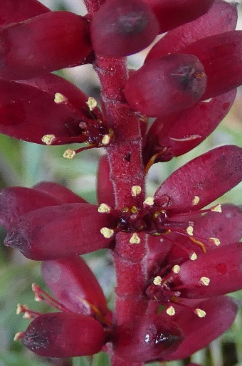 Dracophyllum persistentifolium