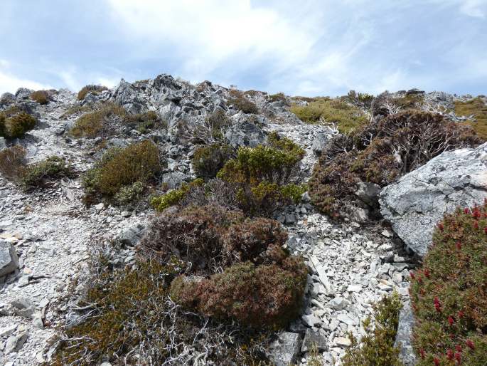 Dracophyllum persistentifolium