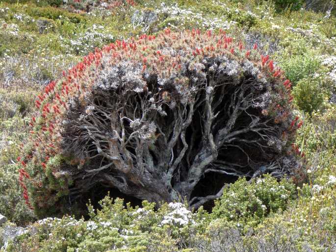 Dracophyllum persistentifolium