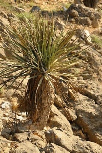 Dracaena serrulata