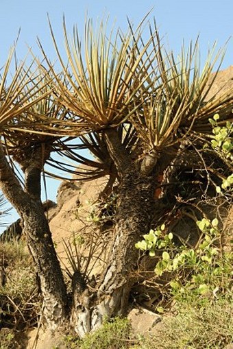 Dracaena serrulata