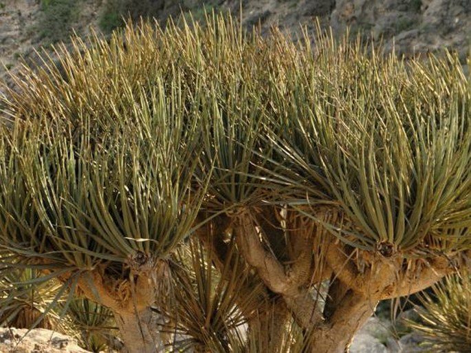 DRACAENA SERRULATA Baker – dračinec