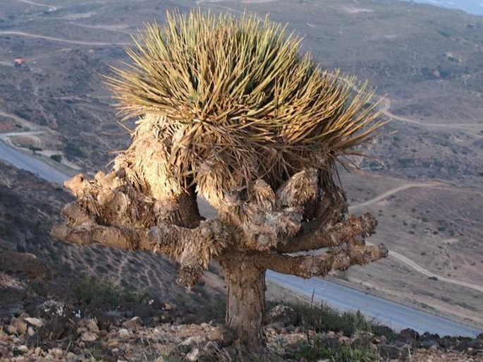 Dracaena serrulata