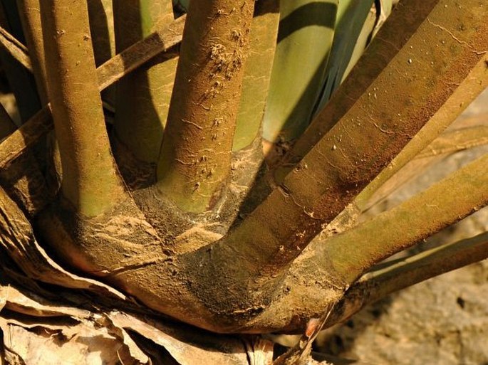 Dracaena serrulata