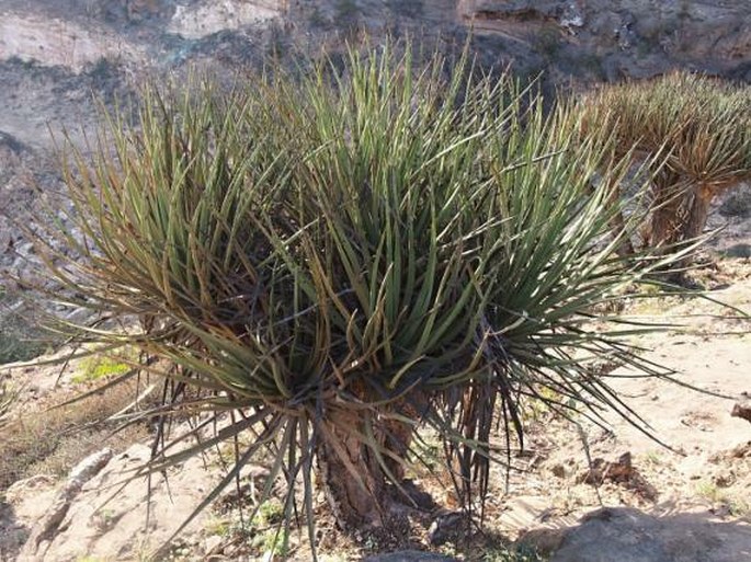 Dracaena serrulata