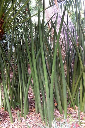 Dracaena stuckyi