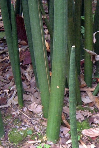 Dracaena stuckyi