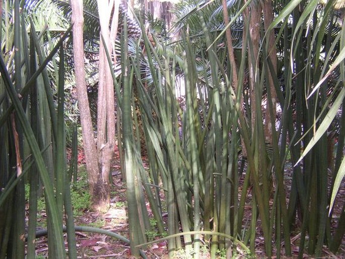 DRACAENA STUCKYI (God.-Leb.) Byng et Christenh.