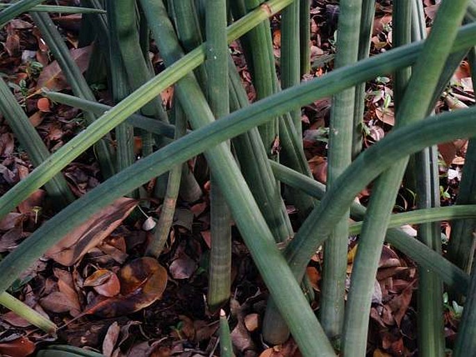 Dracaena stuckyi