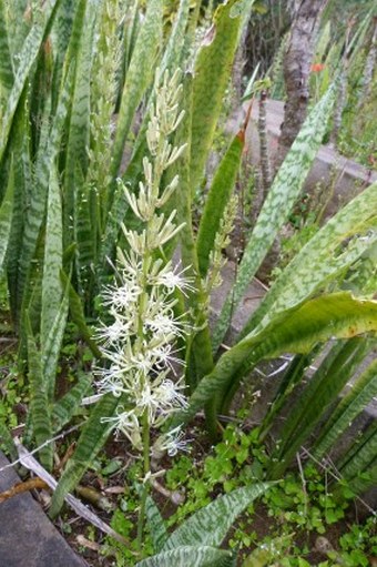 Dracaena trifasciata