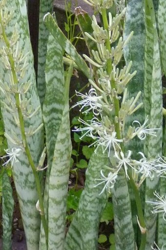 Dracaena trifasciata