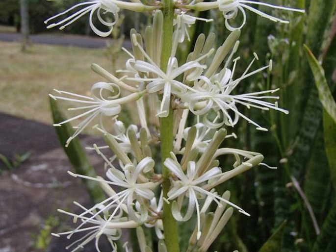 Dracaena trifasciata (Prain) Mabb.