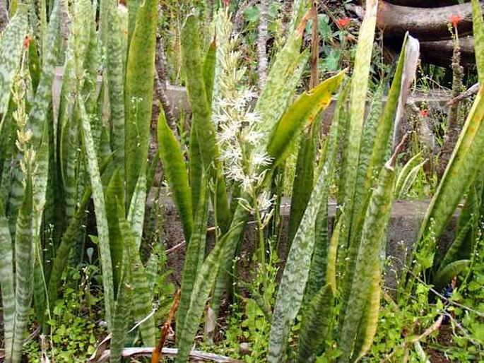 Dracaena trifasciata