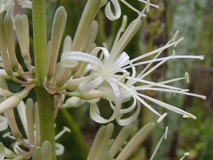 Dracaena trifasciata