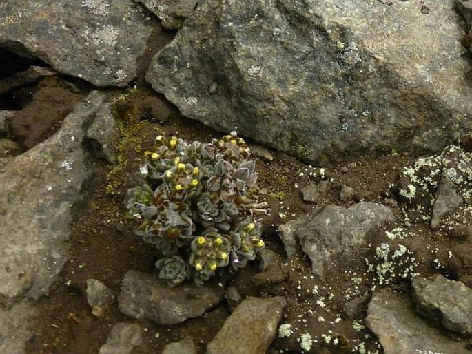 Draba obovata