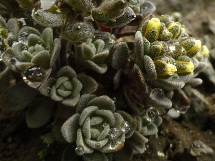 Draba obovata