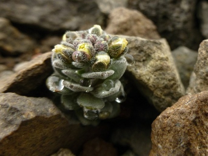 Draba obovata