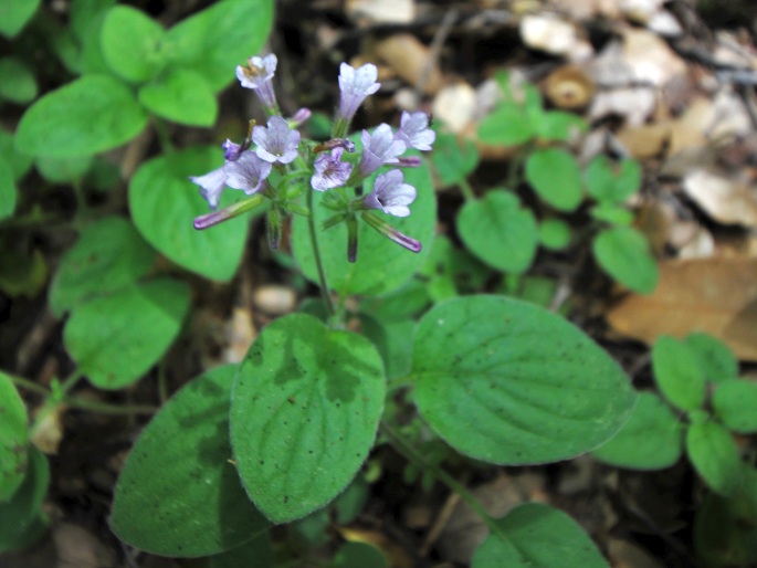 DRAPERIA SYSTYLA (A. Gray) Torr.