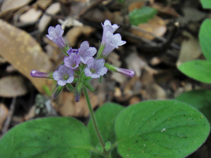 Draperia systyla