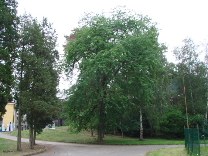 Dřezovec v Borech, Sadská