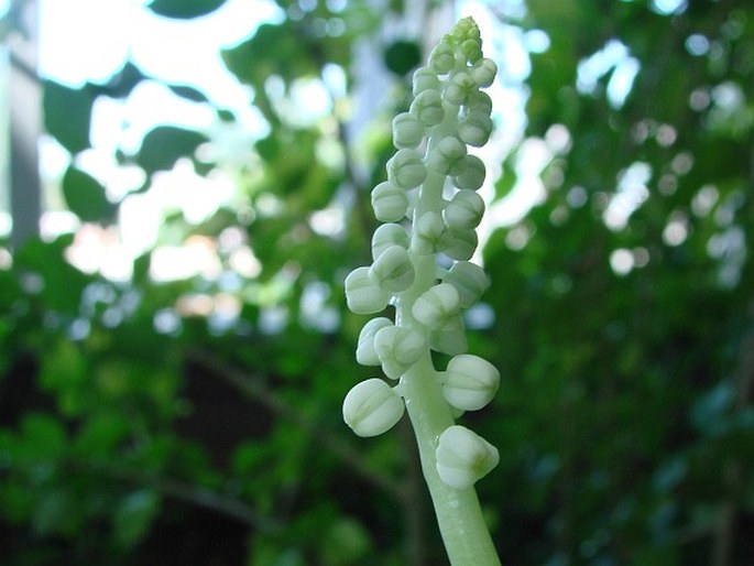 DRIMIOPSIS BOTRYOIDES Baker