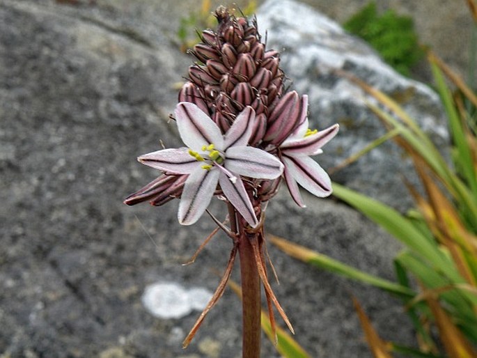 DRIMIA EXUVIATA (Jacq.) Jessop