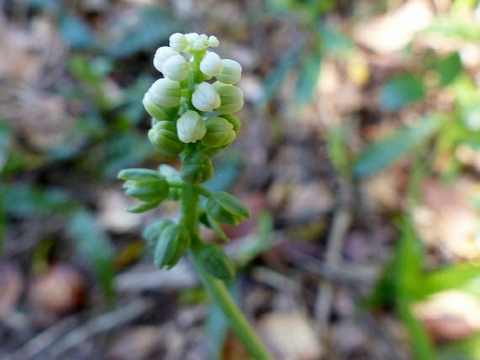 Drimiopsis maculata