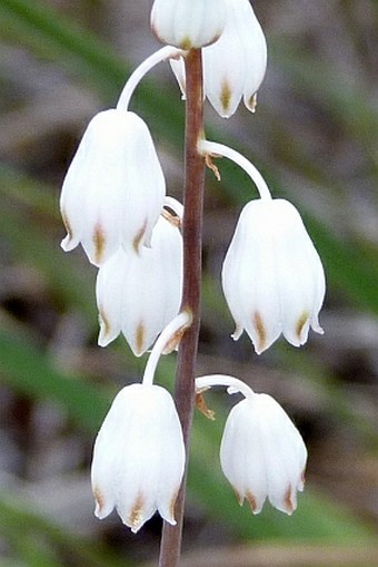 Drimia mascarenensis