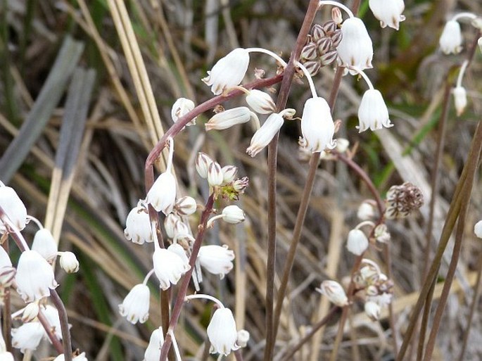 Drimia mascarenensis